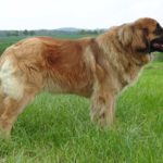 Vee-Paula vom Holzland *23.03.2013