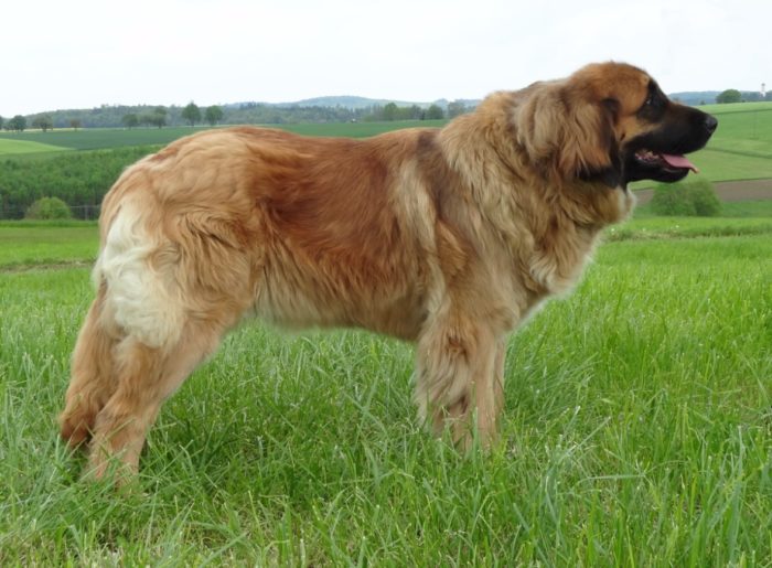 Vee-Paula vom Holzland *23.03.2013