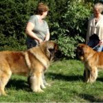 Lionheart_und-Vee-Paula_vom_Holzland