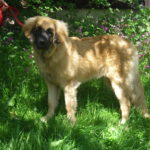 Calypso Leonie