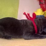 Frieda