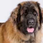 12 Emilia Löwe von Antrocles IMG_9973 (2)