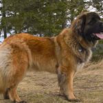 WP_20190408_10_47_49_Pro (2)